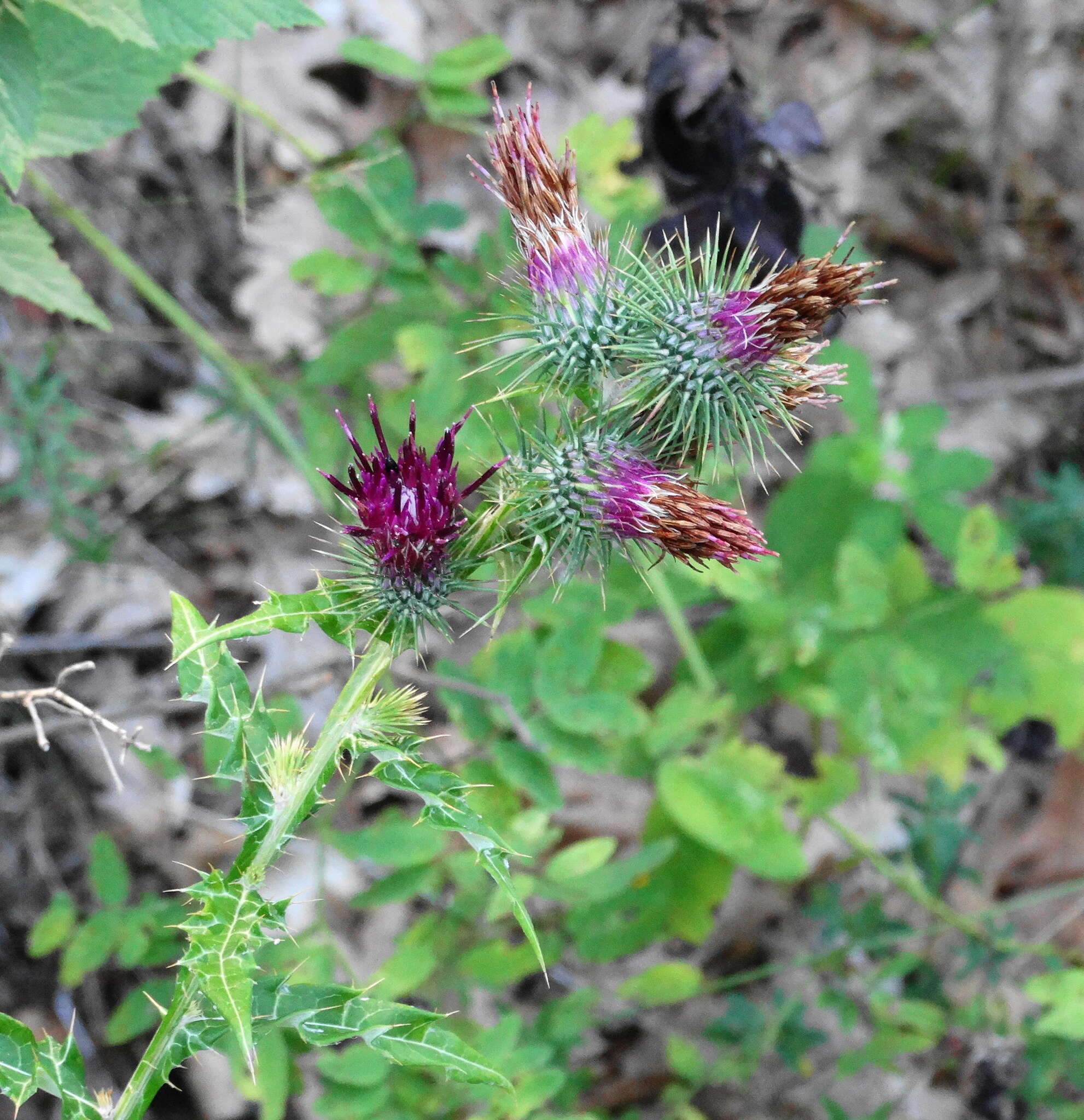 Plancia ëd Ptilostemon strictus (Ten.) W. Greuter