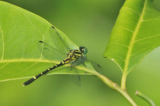 صورة Nepogomphus Fraser 1934