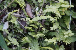 Plancia ëd Asplenium incisum Thunb.