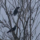 Imagem de Corvus jamaicensis Gmelin & JF 1788