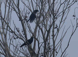 Imagem de Corvus jamaicensis Gmelin & JF 1788