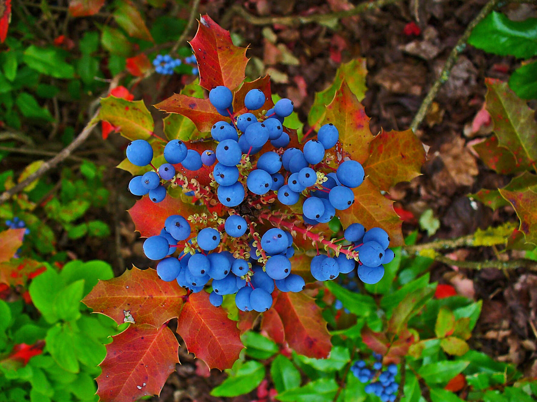 Image of Hollyleaved barberry