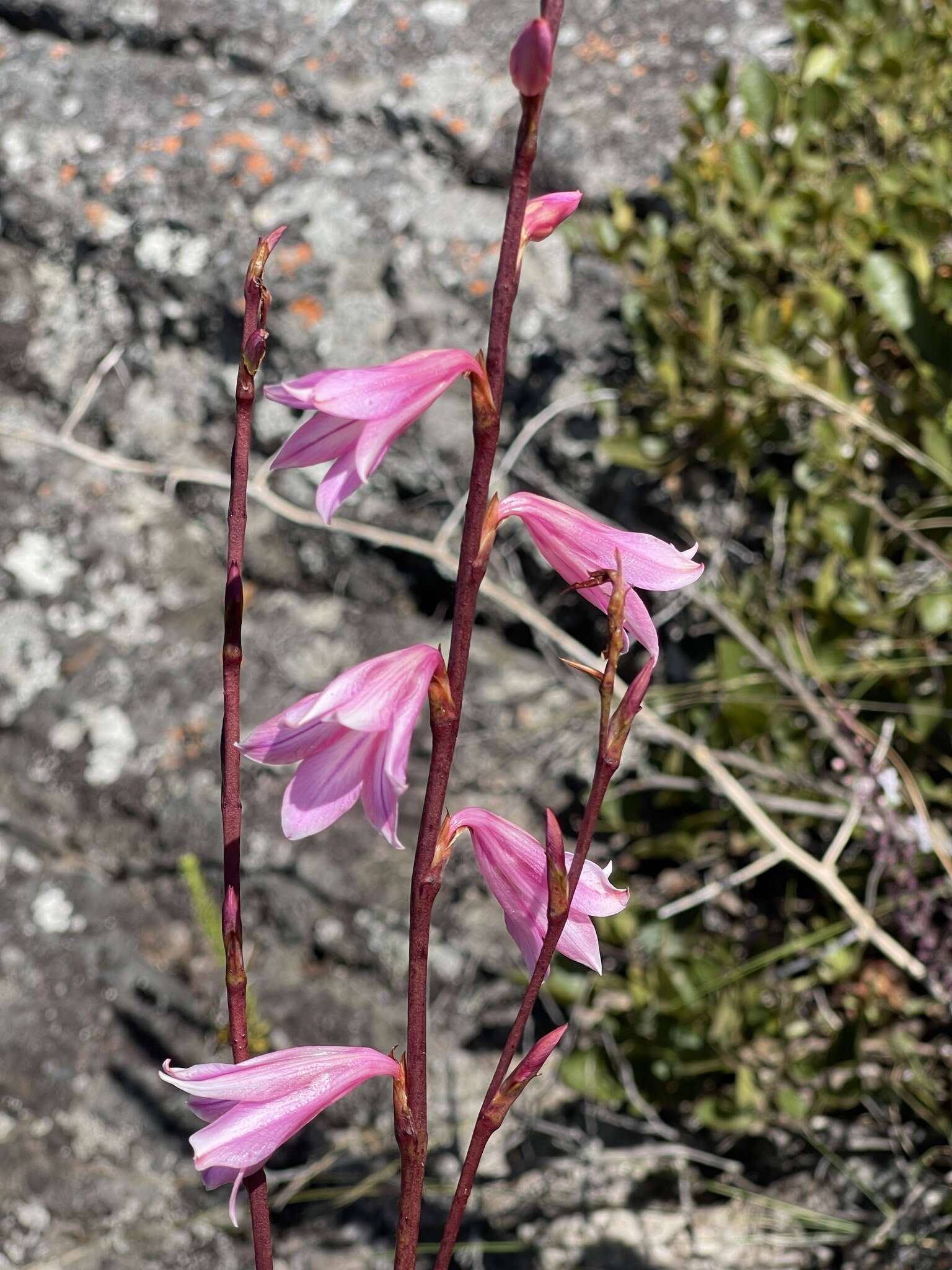 Imagem de Watsonia strubeniae L. Bolus