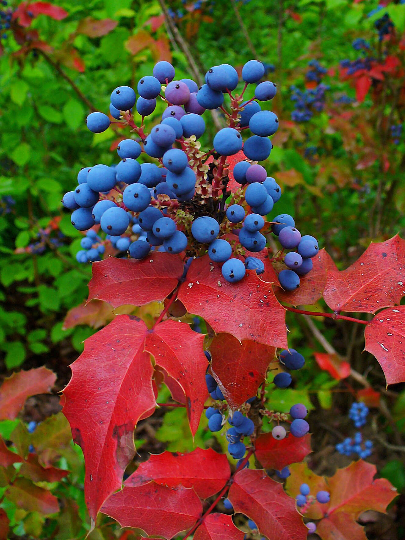 Image of Hollyleaved barberry