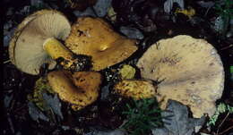 Image of Lactarius repraesentaneus Britzelm. 1885