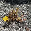 Image of native yellow purslane