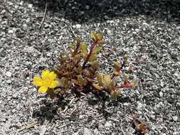 Image of native yellow purslane