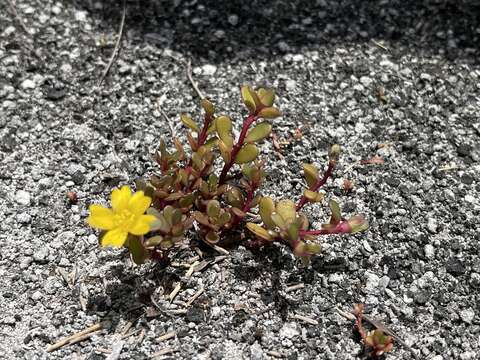 Image of native yellow purslane