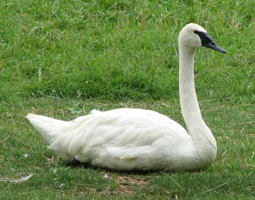 Image of Trumpeter Swan