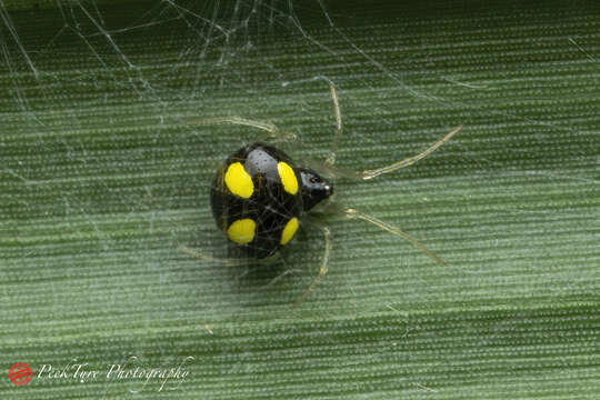 Theridula gonygaster (Simon 1873) resmi