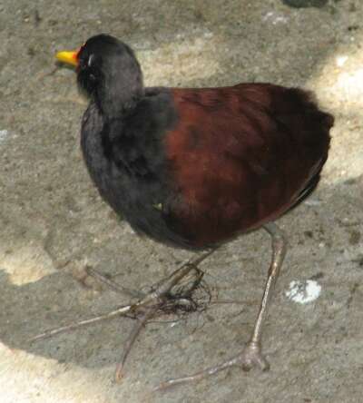 Image of Wattled Jacana