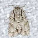 Acronicta vinnula Grote 1864的圖片