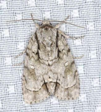 Acronicta vinnula Grote 1864的圖片