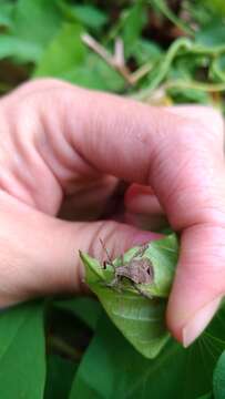 صورة Acanthocoris scaber (Linnaeus 1763)