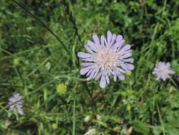 Image of Knautia integrifolia (L.) Bertol.