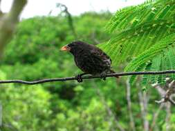 Image of Common Cactus Finch