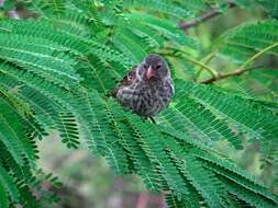 Geospiza scandens (Gould 1837) resmi