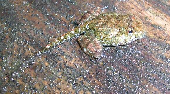 Image of brown leaping frog