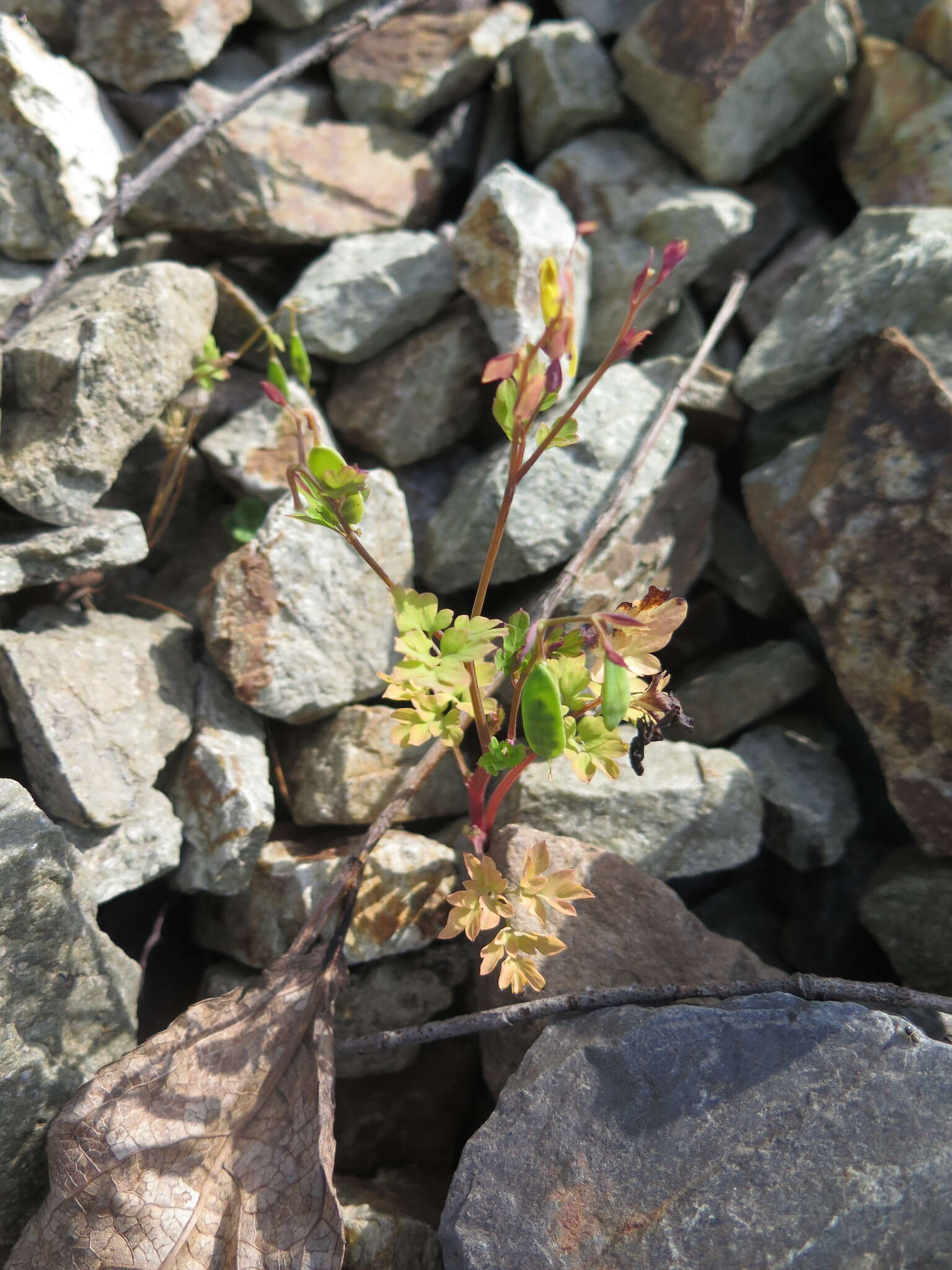 Image of Corydalis ochotensis Turcz.