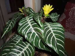 Image de Aphelandra squarrosa Nees