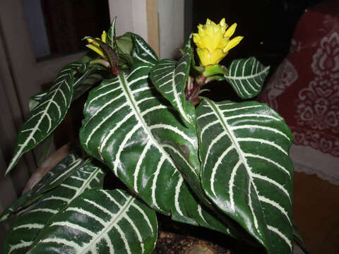 Aphelandra squarrosa Nees resmi