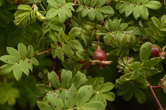 Rosa sericea Lindl. resmi