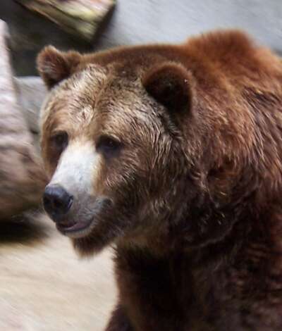 Image of Brown Bear