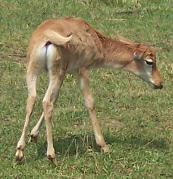 Image of Blesbok