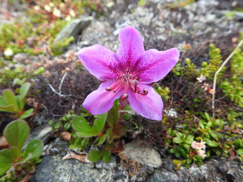 Imagem de Rhododendron camtschaticum subsp. glandulosum (Standl.) B. Boivin