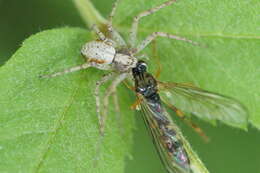 Image of Philodromus cespitum (Walckenaer 1802)