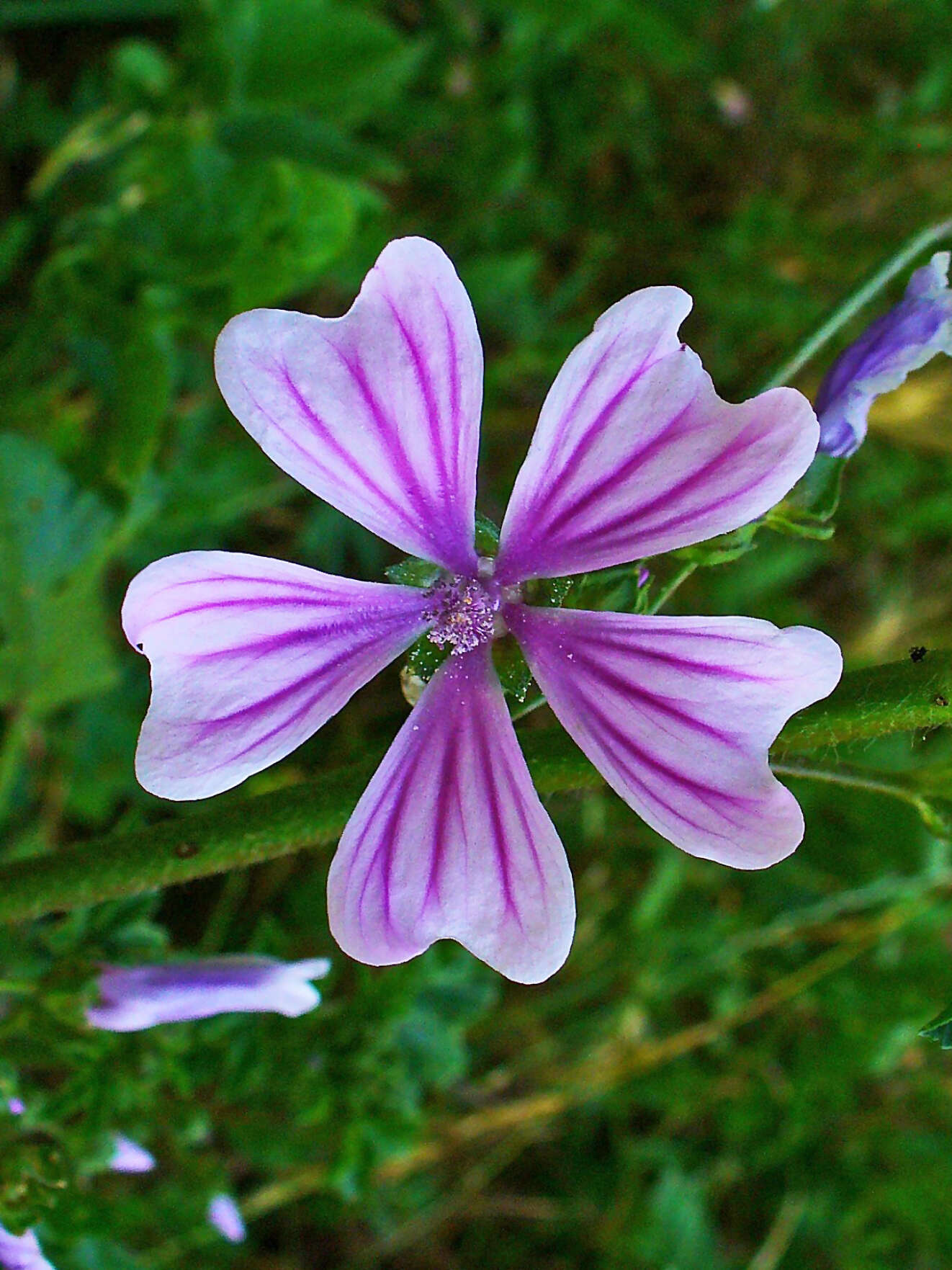 Image of high mallow