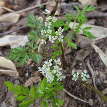 Aegopodium decumbens (Thunb. ex Murray) Pimenov & Zakharova的圖片