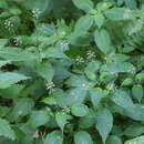 Plancia ëd Circaea canadensis var. quadrisulcata (Maximowicz) Boufford