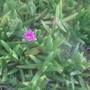 Carpobrotus glaucescens (Haw.) Schwant. resmi