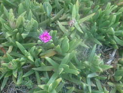 Imagem de Carpobrotus glaucescens (Haw.) Schwant.