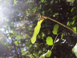 Image of Micrathena furva (Keyserling 1892)