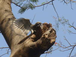 Image of Indian Grey Hornbill