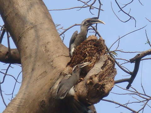 Image of Indian Grey Hornbill