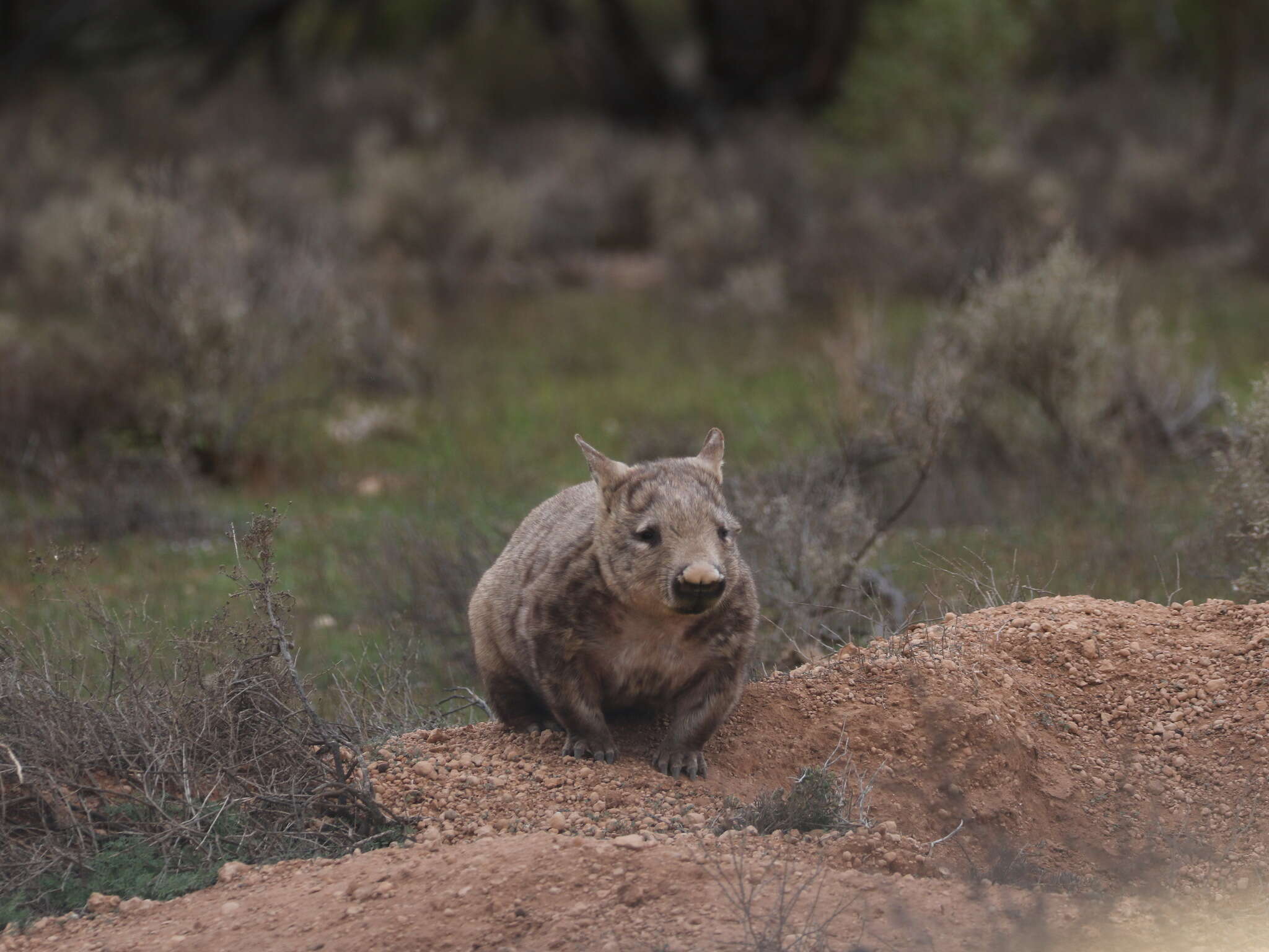 Image of hairy-nosed wombats