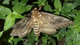 Image of Citheronia bellavista cinerea Lemaire 1982