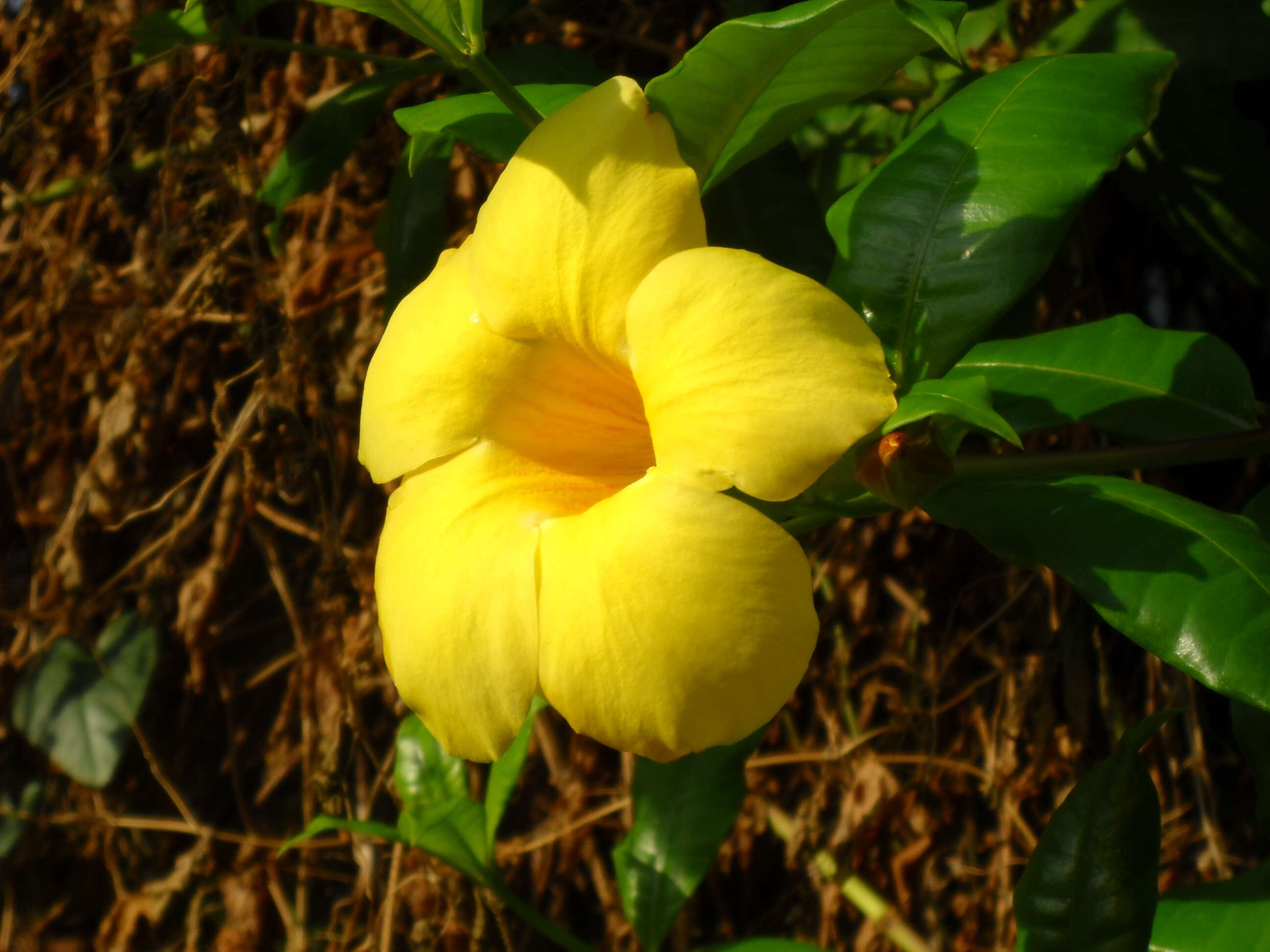 Image of golden trumpet