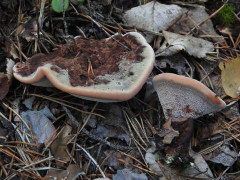 Image of Mealy tooth