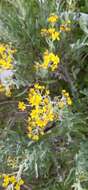 Image of Senecio carnerensis Greenm. ex Greenm.