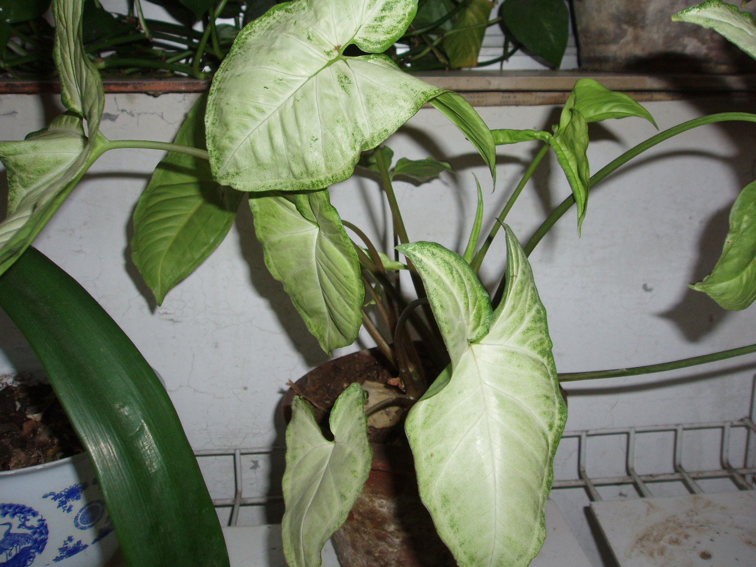 Syngonium podophyllum (rights holder: )