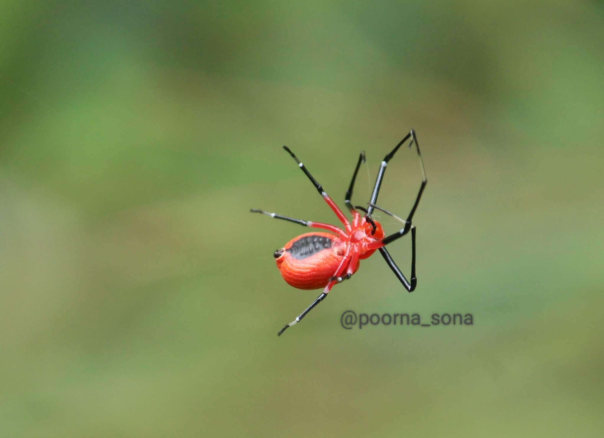 Image of Platythomisus sudeepi Biswas 1977