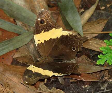 Image of Neorina crishna Westwood (1851)