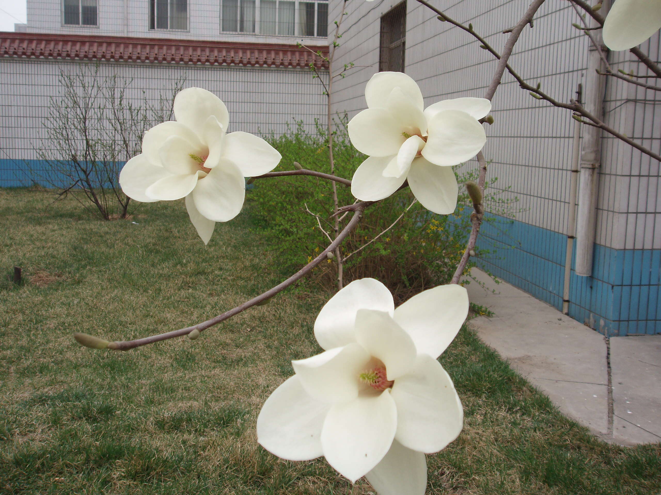 Image of Lily Tree