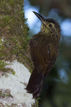 Image of Planalto Woodcreeper