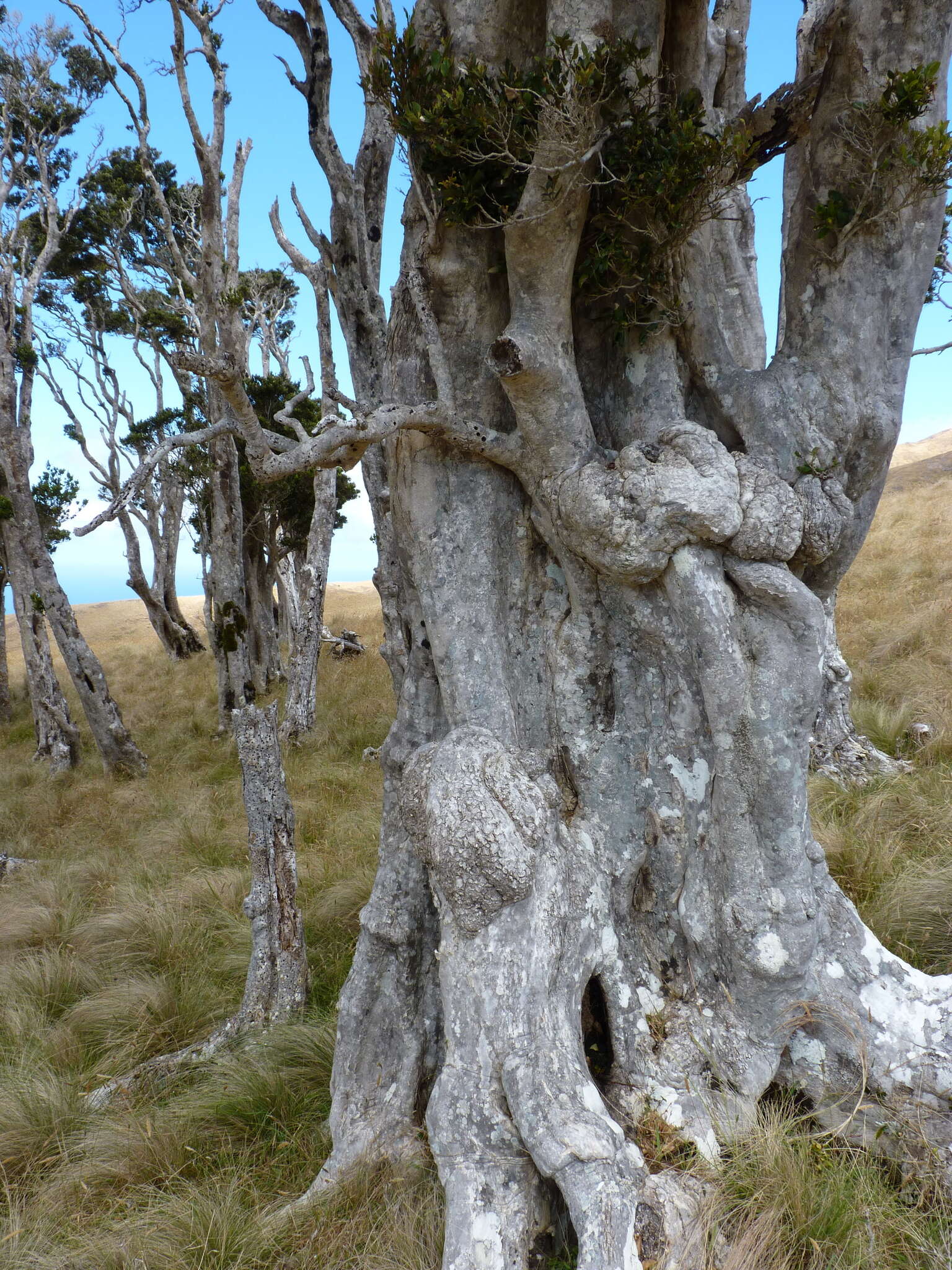 Image of Myrceugenia schulzei Johow