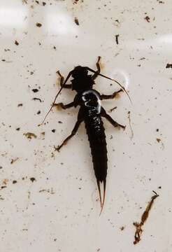 Image of American Salmonfly